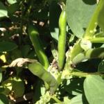 Young beans on plant