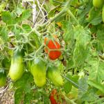 c) Tomato Roma (acid free)
